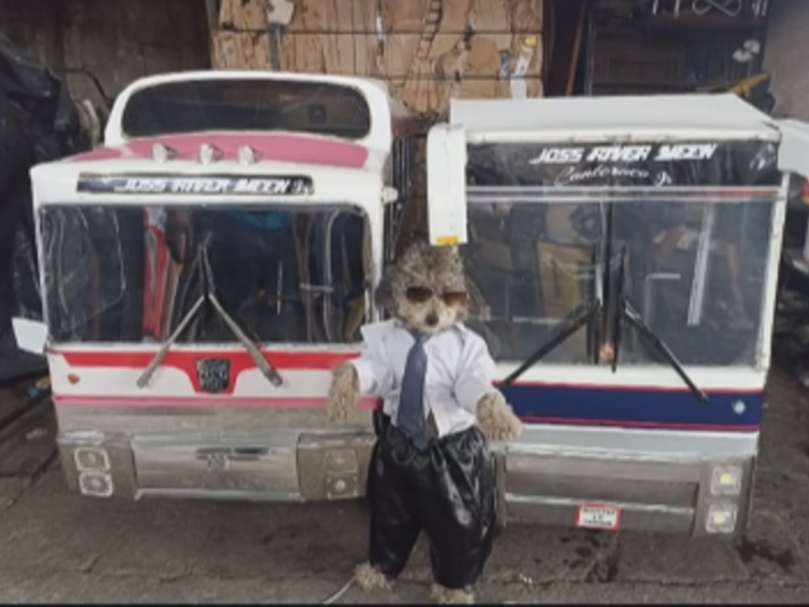 video: hombre construye mini autobuses para pasear a sus perritos