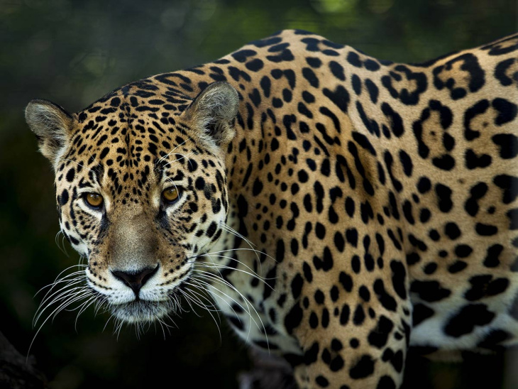 capturan a jaguar en un rancho de nuevo león y le colocan “chip”