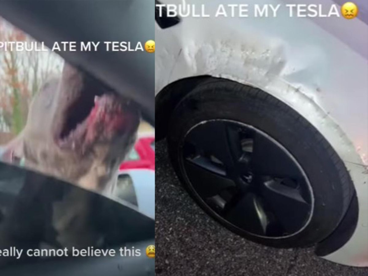 perrito pitbull destruye carísimo auto tesla; dueño muestra daños