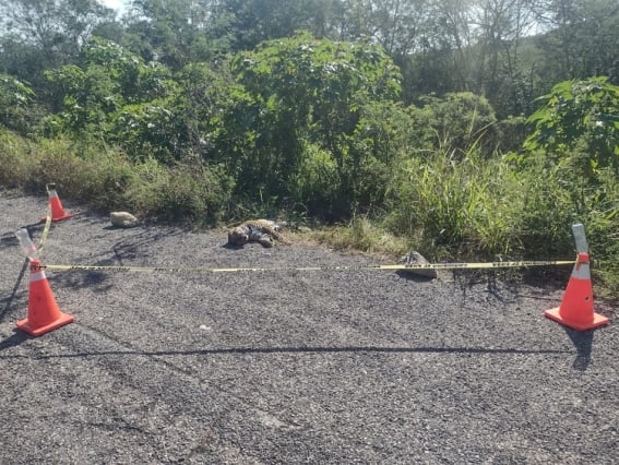 atropellan a jaguar en carretera de tamaulipas