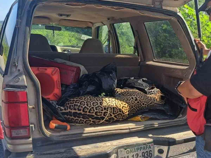jaguar muere arrollado en carretera de tamaulipas