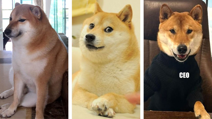 ¿quién es el perro que puso elon musk como logo de twitter: cheems, dodge o floki? esto es lo que sabemos