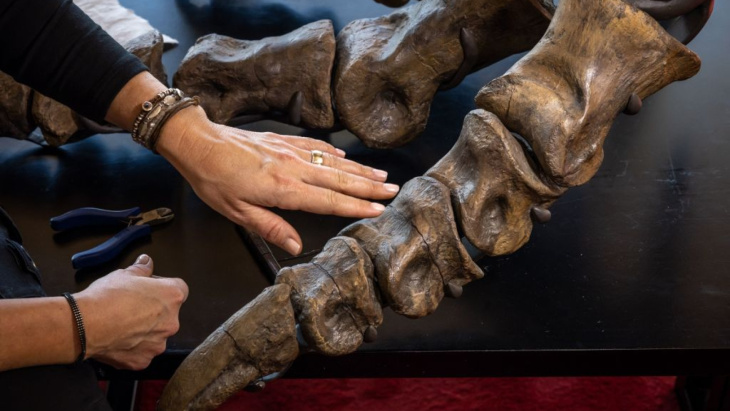 esqueleto de t-rex vendido en subasta en europa, pero la cifra es decepcionante
