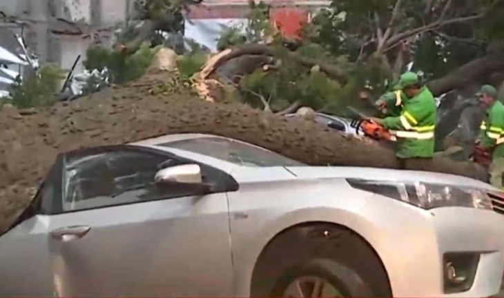palermo: un árbol se desplomó y aplastó dos autos que estaban estacionados