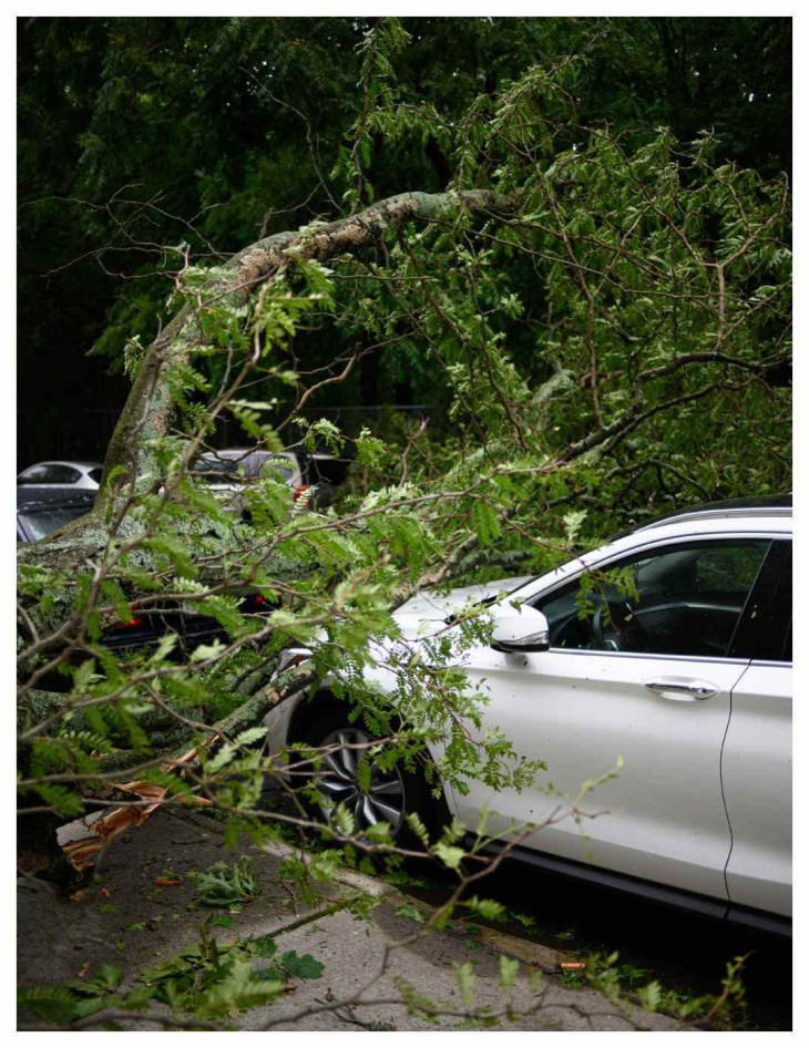 ¿el seguro cubre si le cae un árbol a tu auto?