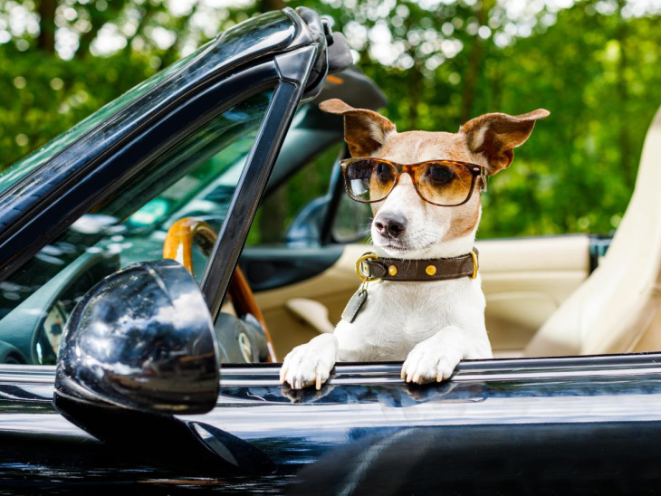 conductor ebrio pone al volante a su perro para evitar multa