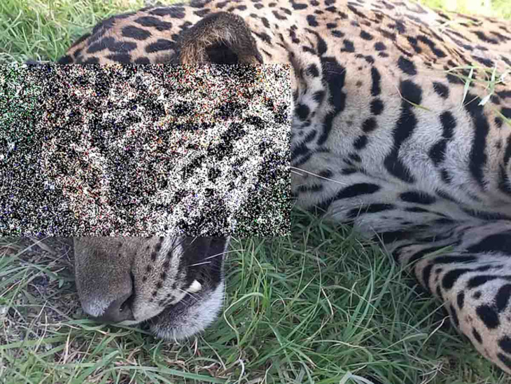 maltrato animal: van por cafre que atropelló a jaguar en quintana roo; profepa tiene la facia del auto