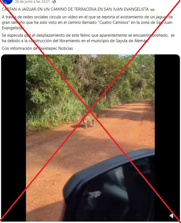 video de un jaguar en un camino rural fue grabado en 2022 en brasil, no en méxico