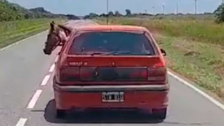 insólito video en córdoba: conducía por la ruta con un caballo adentro de un auto renault 19