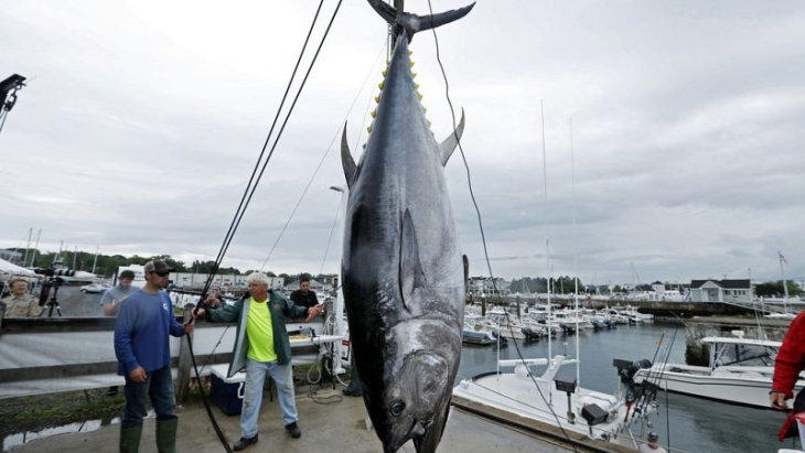 subasta récord de un atún rojo: se ha vendido por más de 712.000€ en japón