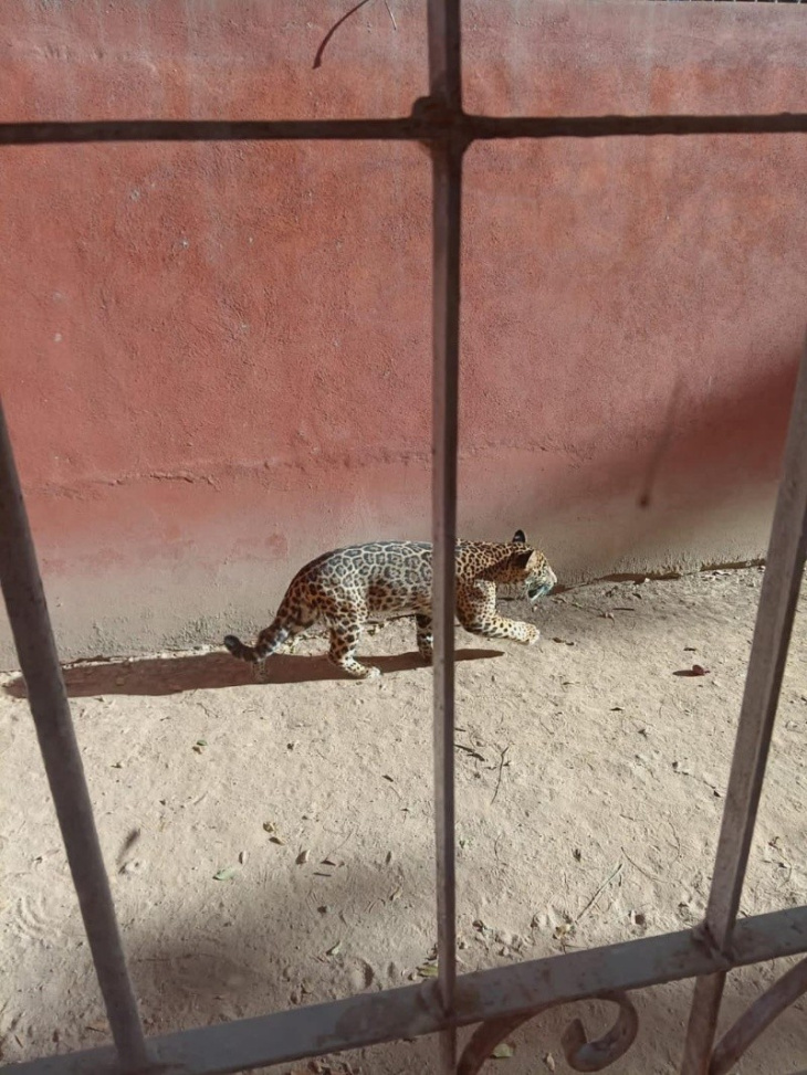 bebé jaguar sorprende al interior de una escuela de preescolar