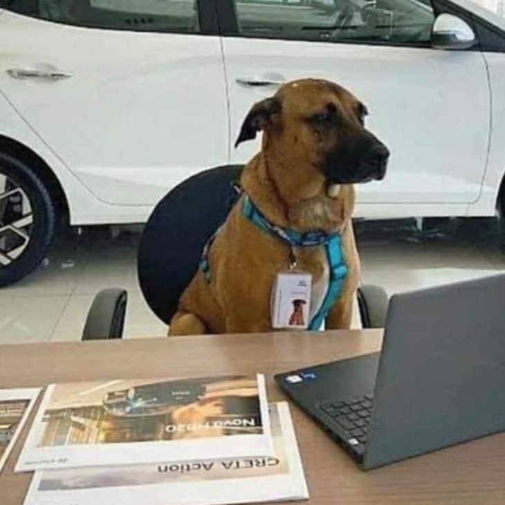 mi primera chamba: hyundai contrata a perro callejero como consultor de ventas