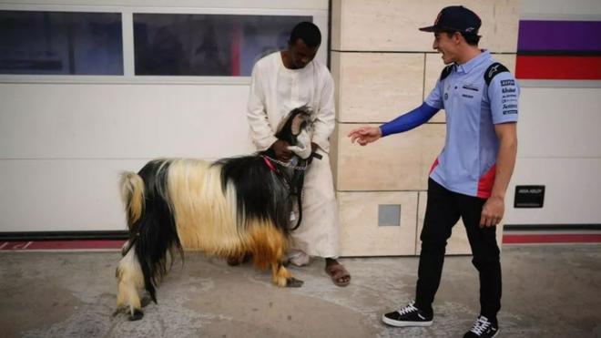 gresini homenajea a márquez llevando una cabra (goat) al circuito