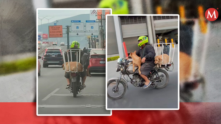 captan a motociclista viajando con perritos en avenida gonzalitos; uno iba en cesto de basura | video