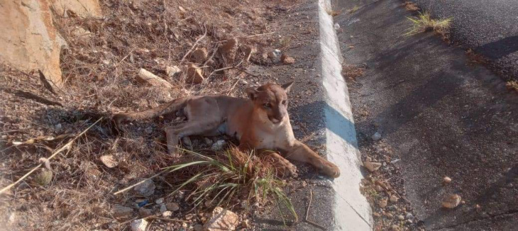 protección civil de guerrero rescata a puma que fue atropellado en autopista siglo xxi