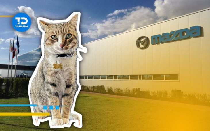gatito viaja desde salamanca en auto de agencia mazda hasta pachuca y se convierte en embajador