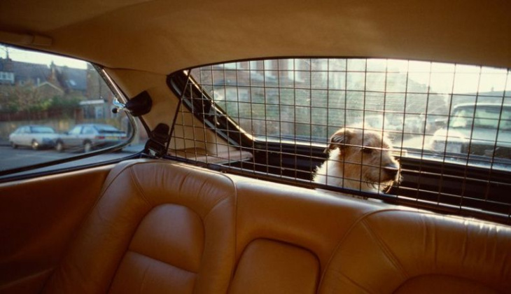 ley de bienestar animal y los coches: ¿qué pasa con tu mascota?