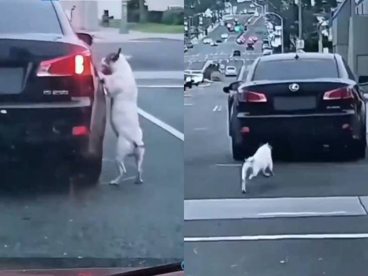 video: perrito es abandonado en autopista y persigue el auto por cuadras