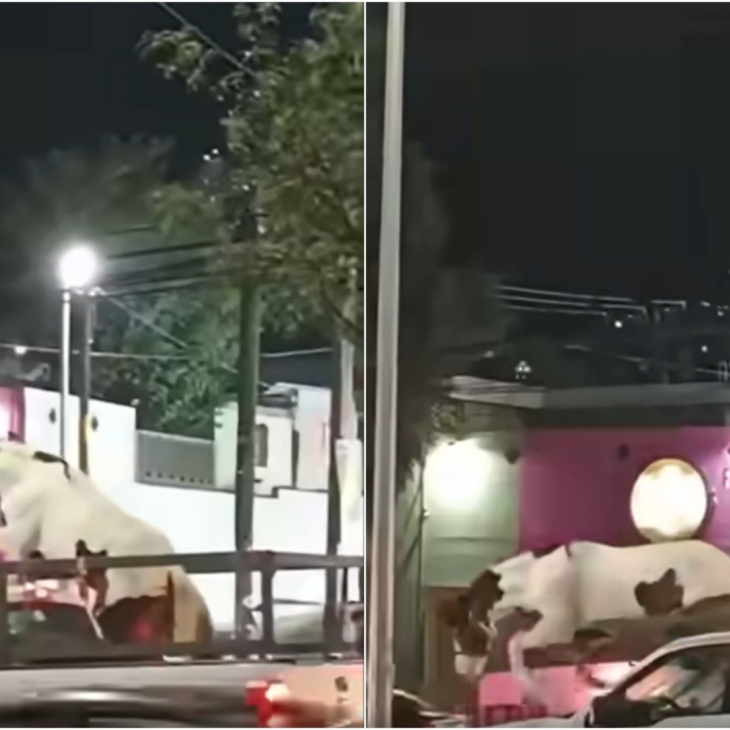 video: caballo causa caos al escaparse de una camioneta en nuevo león