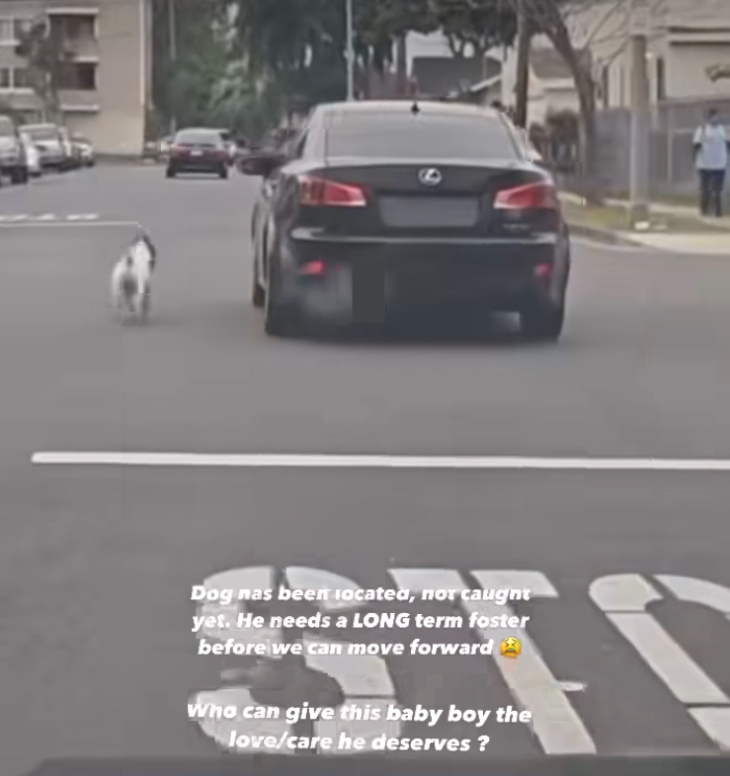 perrito en california salta para entrar al auto de dueños que lo abandonaron; ya fue rescatado